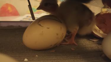 Chick in Incubator