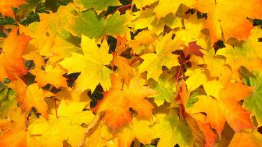 Fall Leaves