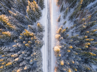 Winter Forest Road