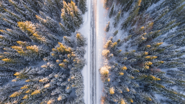Winter Forest Road