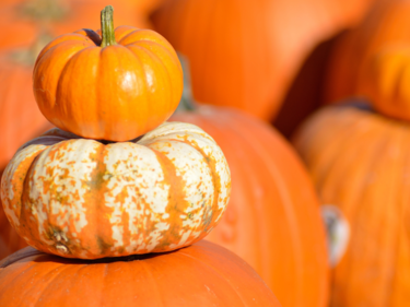 Pumpkin Patch
