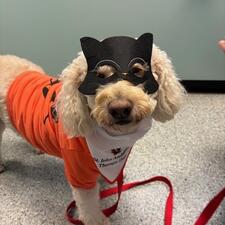 Kona Dressed Up for Halloween