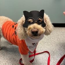 Kona Dressed Up for Halloween